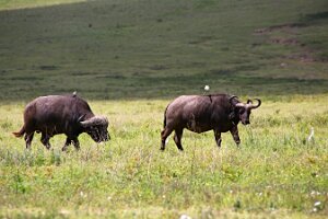 IMG_20250117-00-IMG_9536