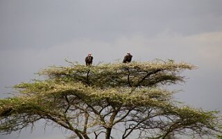 IMG_20250119-01-IMG_0588